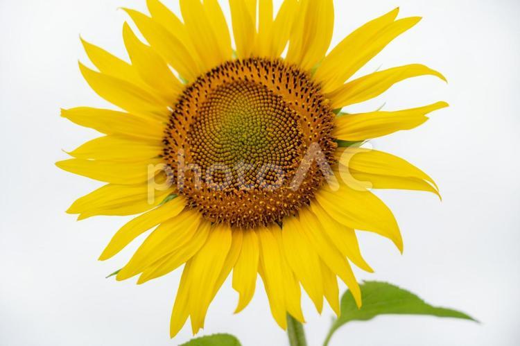 一輪のひまわり 向日葵,黄色,綺麗の写真素材