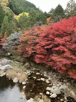 秋の紅葉狩り 秋の紅葉狩りの写真