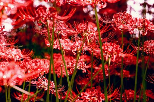 曼殊沙華_3 曼殊沙華_3 秋,曼殊沙華,彼岸花の写真素材