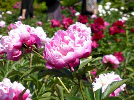公園の花壇で開花したシャクヤクの花々 公園の花壇で開花したシャクヤクの花々の写真
