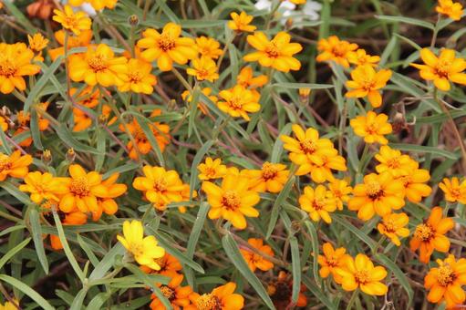 ヒャクニチソウ・ジニアの咲く風景 ヒャクニチソウ・ジニア,鮮やか,優雅の写真素材