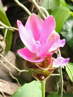 美しいピンクのクルクマの花 美しいピンクのクルクマの花 クルクマ,ピンク,花の写真素材