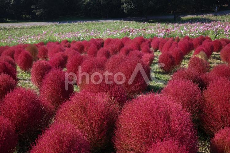 茨城県ひたち海浜公園のコキア コキア,ひたち海浜公園,紅葉の写真素材