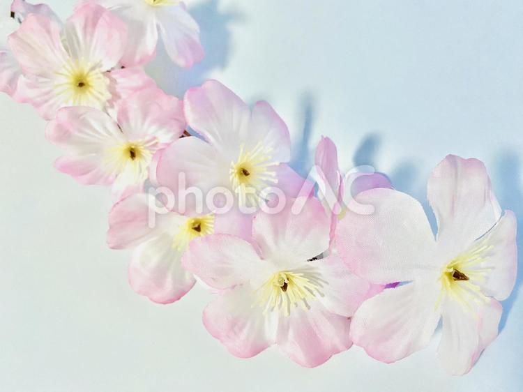 桜の花フレーム　白背景 桜,ピンク,造花の写真素材