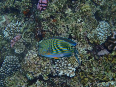 沖縄の綺麗な魚 沖縄の綺麗な魚の写真
