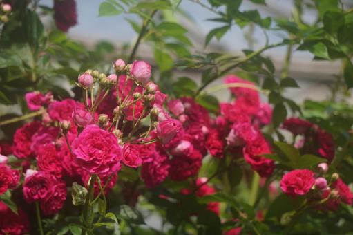 薔薇 薔薇の写真