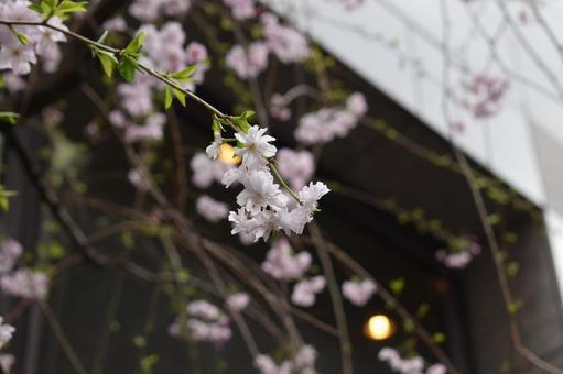 桜 桜の写真