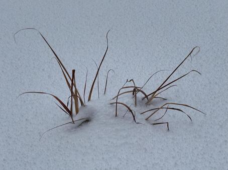 雪に埋もれた草 雪,降雪,草の写真素材
