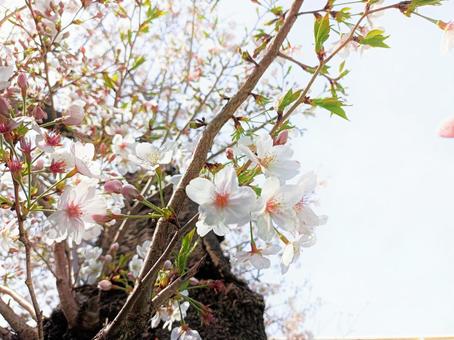 桜の花 桜の花の写真
