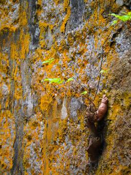 苔むした壁とど根性植物 植物,苔,壁の写真素材