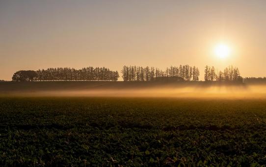 朝日に照らされる畑のうねと防風林 日の出,朝焼け,農地の写真素材