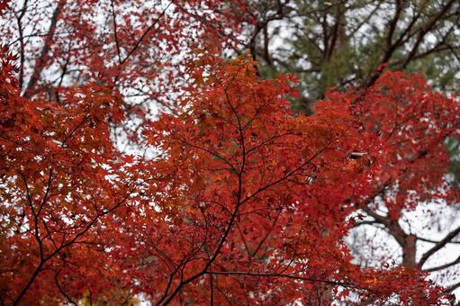 下から見上げる真っ赤な紅葉 黄色,屋外,環境の写真素材