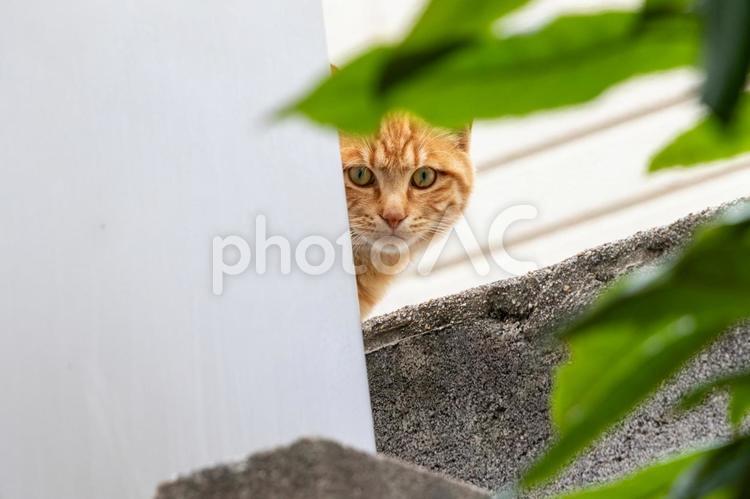 緑の葉の間から顔を覗かせた茶色の野良猫 ネコ,顔,かわいいの写真素材