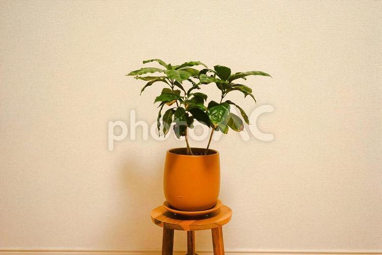 コーヒーの木 コーヒーの木,観葉植物,コーヒーの写真素材