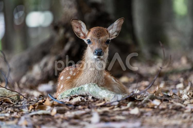奈良-【奈良公園（飛火野）の鹿】 奈良,生き物,鹿の写真素材