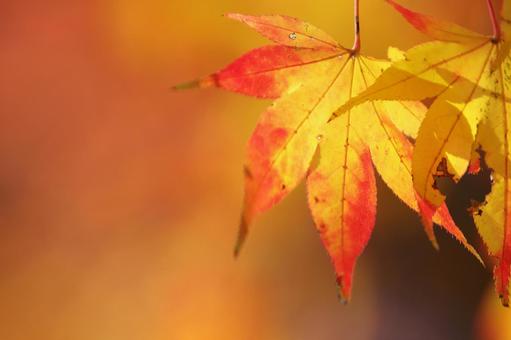 色づく紅葉 色づく紅葉の写真