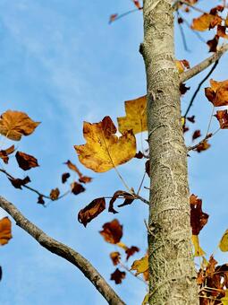 秋の終わり 秋,落ち葉,枯葉の写真素材