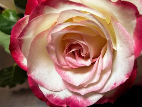 薔薇アップ ばら,アップ,ツートンカラーの写真素材