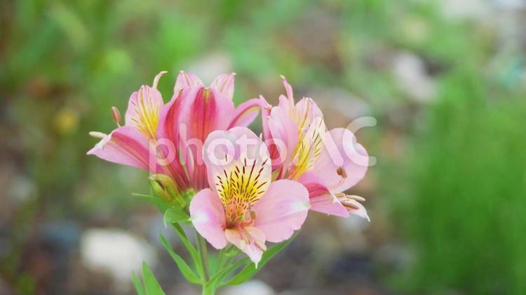 華やかなピンク色のアルストロメリア アルストロメリア,ピンク,初夏の写真素材