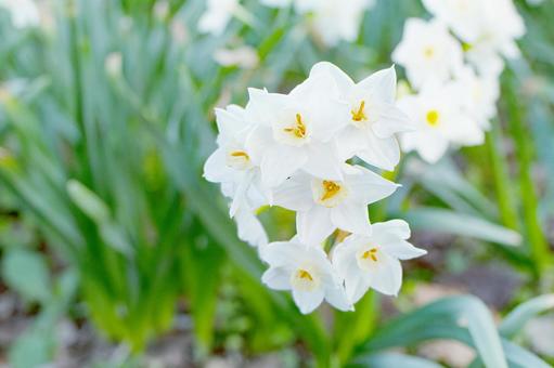 スイセンの花02 スイセンの花02の写真