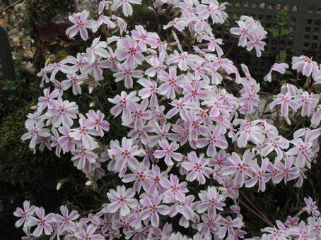 芝桜 キャンディストライプ 芝桜 キャンディストライプ 白とピンクの花,芝桜,キャンディストライプの写真素材