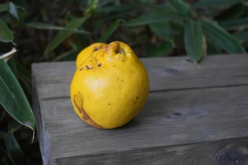 花梨 かりん,カリン,花梨の写真素材