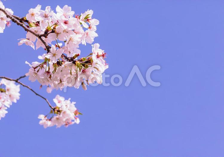 ソメイヨシノと青い空4 ソメイヨシノ,桜,サクラの写真素材