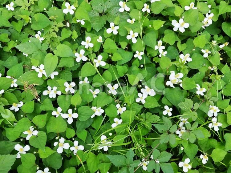 毒や痛みを抑える薬草のドクダミ 花,ドクダミ,白色の写真素材