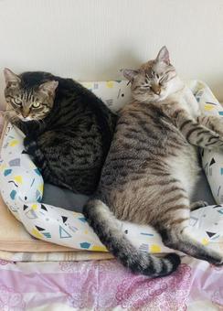 Rescue cats, JPG