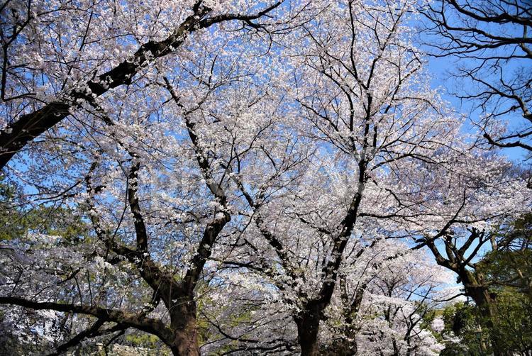 満開のソメイヨシノ さくら,サクラ,flowerの写真素材