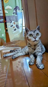 老猫20歳 猫,ねこ,キジネコの写真素材