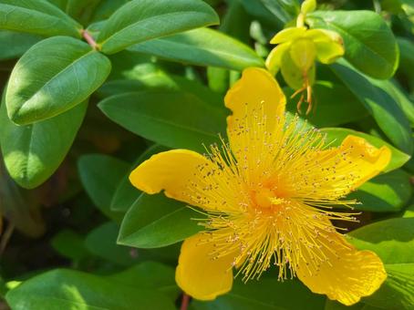 満開に咲くセイヨウキンシバイの黄金の花1 満開に咲くセイヨウキンシバイの黄金の花1 セイヨウキンシバイ,キンシバイ,ヒペリカムの写真素材