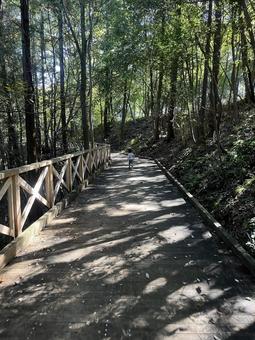 森の道を歩くこども 森,こども,散歩の写真素材