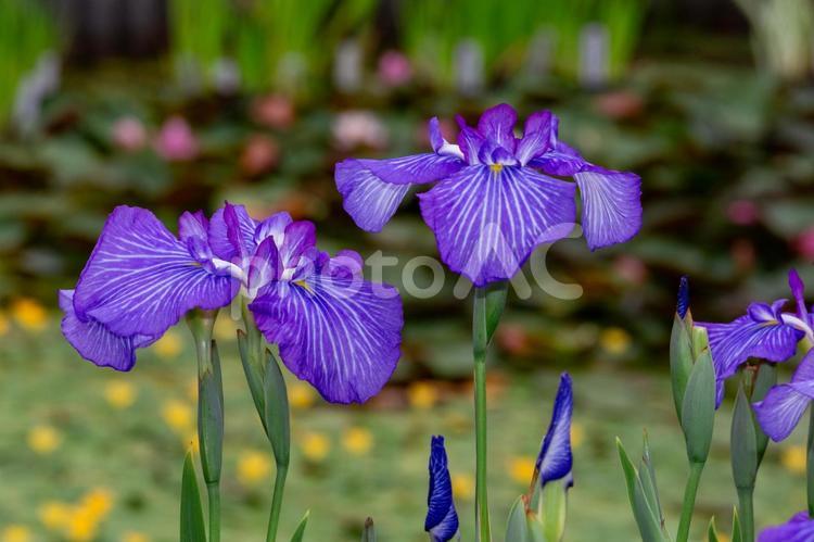 堀切菖蒲園に咲く花菖蒲4 菖蒲,花菖蒲,堀切菖蒲園の写真素材