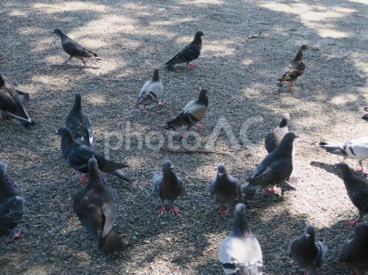 ハトの群れ ハト,群れ,鳥の写真素材