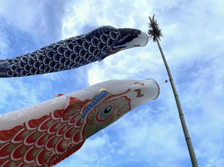 鯉のぼりの写真