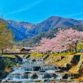桜 桜,サクラ,山の写真素材