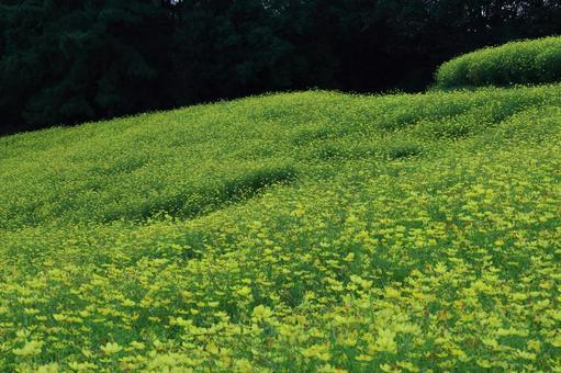 秋風に揺れて咲く コスモス,秋桜,花の写真素材