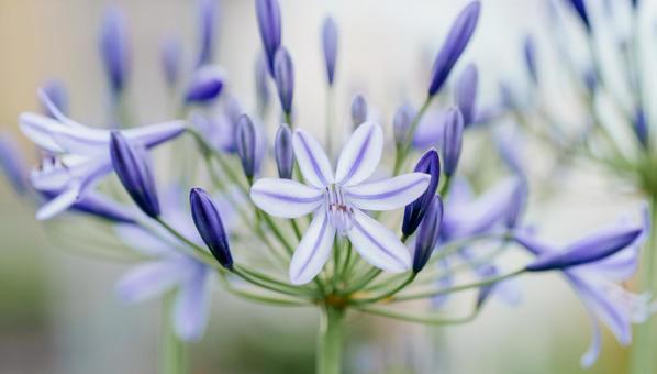 Photo, agapanthus, purple clam, purple, 