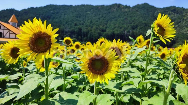 夏を抱きしめる花畑 ひまわり,洲原ひまわりの里,黄金色の花畑の写真素材