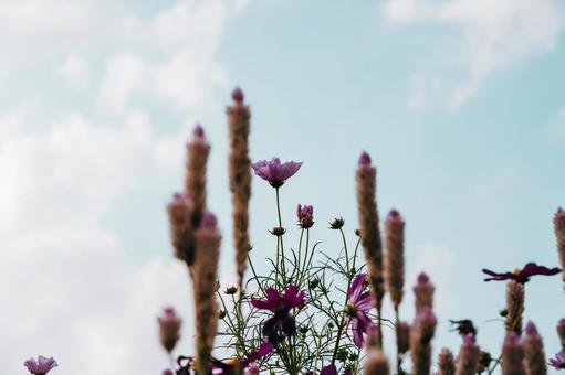 青空とコスモスの写真