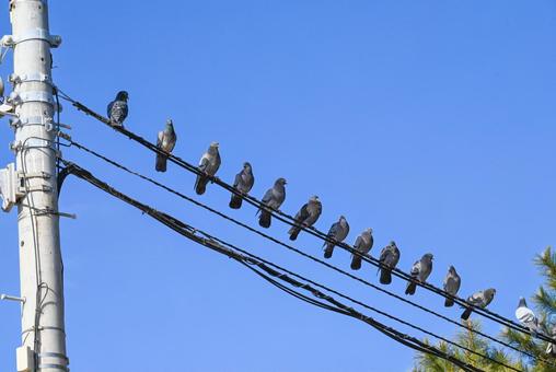 Photo, bird, wire, telegraph pole, 