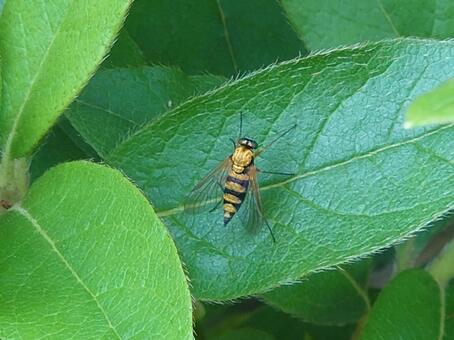 キアシキンシギアブ キアシキンシギアブ,虫,昆虫の写真素材