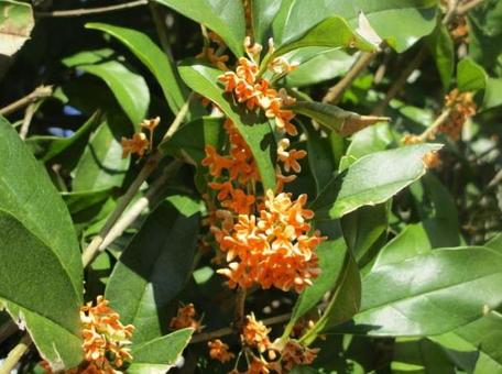 だいだい色の花 だいだい色の花の写真