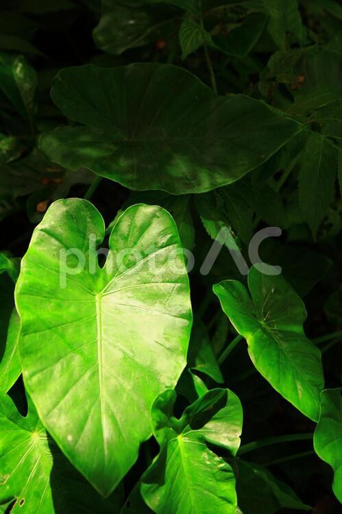 喜界島の傘のように大きなクワズイモの葉っぱ クワズイモ,葉,植物の写真素材