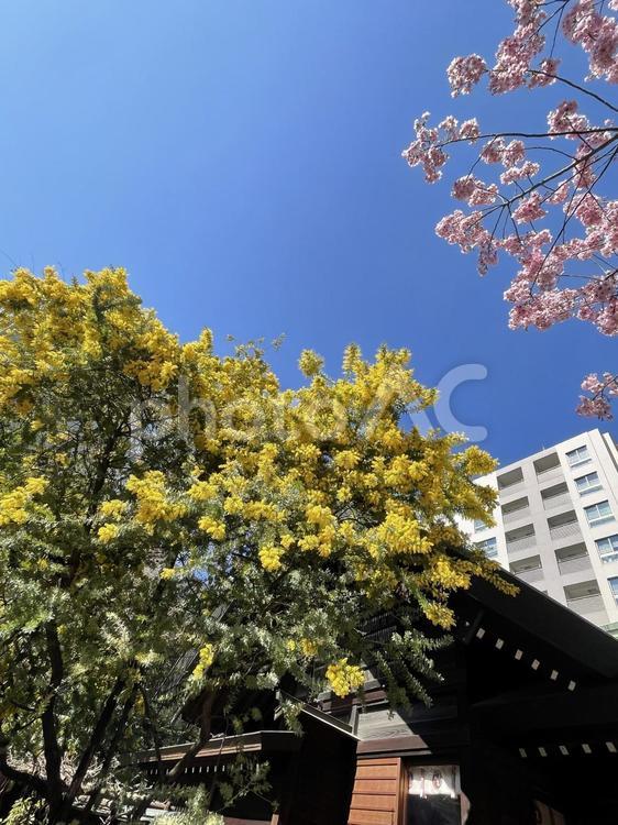 春の花　ミモザと桜 風景,景色,黄色の写真素材