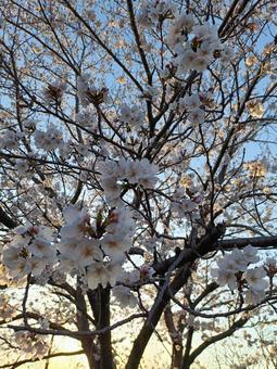 これから陽が暮れての写真