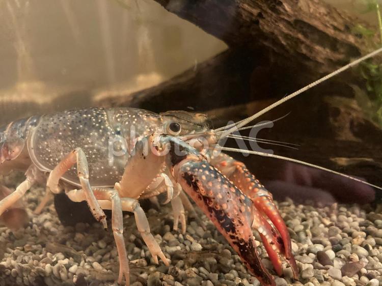ザリガニの横顔 ザリガニ,アクアリウム,水槽の写真素材