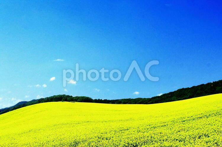 菜の花畑の絶景 菜の花畑,絶景,観光地の写真素材