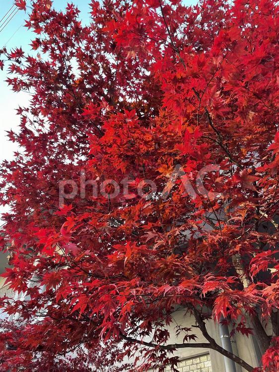 真っ赤に染まったモミジ 秋,紅葉,モミジの写真素材